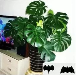 绿萝：生命力顽强的净化大师