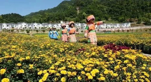 一、秋意盎然昆明邀你共赴菊展盛宴