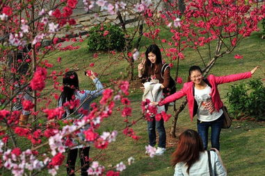 大屏山郊野公园的樱花谷