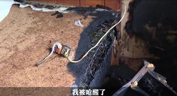 终极逃生：玄学密码破解