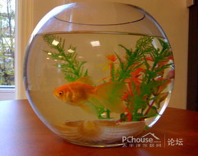 2. 绿植？能活就不错了