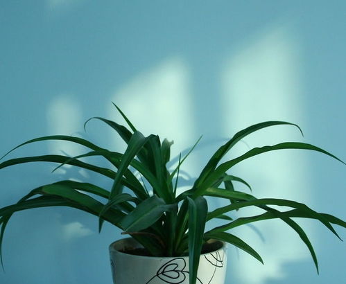 震惊！2026年养兰花必看！这样摆竟能改变命运？！