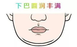 下巴与颈部——财富沉淀区