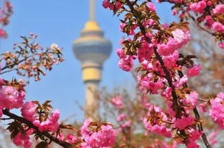 2026年樱花劫：当3万人都挤在玉渊潭西门