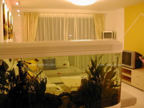 南美缸养鱼风水禁忌,南美缸养鱼风水禁忌