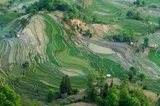 元阳梯田：巨大地的调色盘，  把喜欢情种进千年农耕文明里