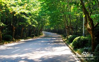 1. 石景山绿轴锦绣公园：家门口的较小众花海