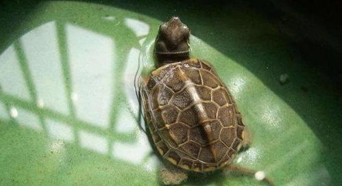 鳖养在家里的风水,鳖养在家里的风水