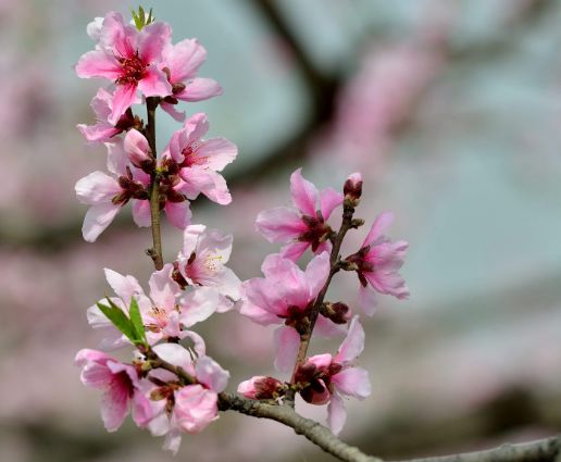 2021年十二生肖桃花位分别在哪里？