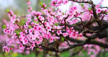 一、为什么室内植物能提神助桃花？