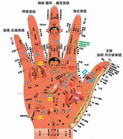 手掌巽位高,手诊巽位