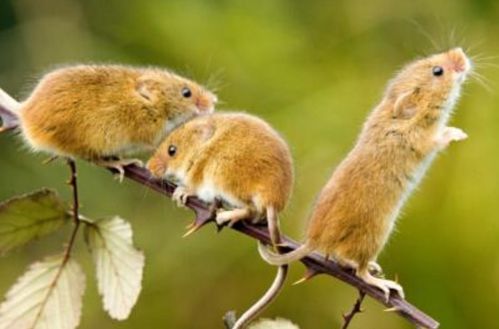 双属鼠2026年婚运旺，事业腾飞，福满家门？他/她Neng实现吗？