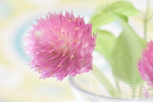 西方节日花俗揭秘：传统花语大揭秘！