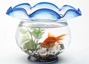 风水鱼缸有什么讲究,风水鱼缸下面放什么摆件好