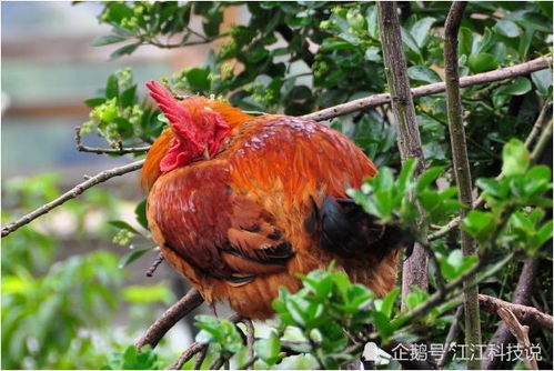 女孩五行缺土缺火，有没有什么取名建议？