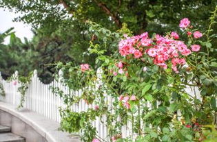 探寻杭州花圃的保密