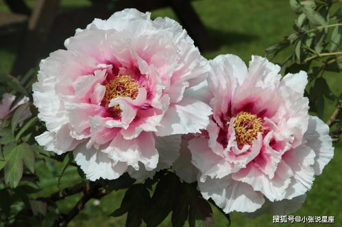 白羊座：爱情来得太快就像龙卷风