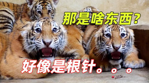 三、怎样用情感渲染名字选择过程？