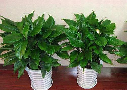 万年青（Aglaonema）