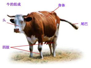 从天地五行看牛的命运格局