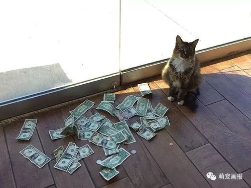 五行猫咪属什么命格？灵隐招财猫是什么意思？