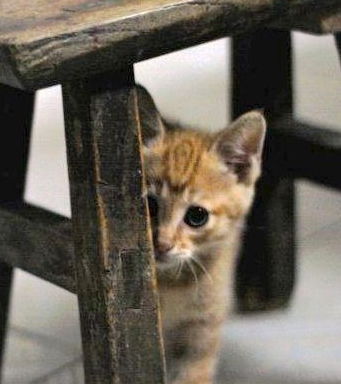 细小猫慌慌张张冲进衣柜