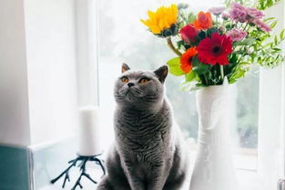 大猫猫：办公室拆迁队