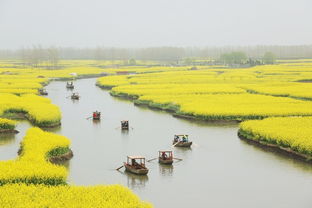 03——江苏兴化千垛油菜花——黄澄澄的较大地画卷