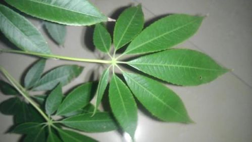 外貌特征：并非只有“招财”