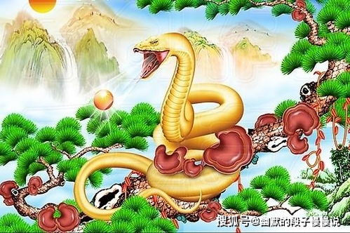 生肖哲学：大型双标现场