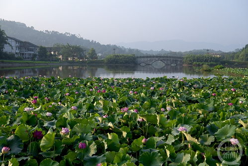 b) 09:00 – 荷塘漫步（顺序自主）