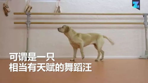 文艺范儿：诗词里藏着你炎热爱犬的灵魂