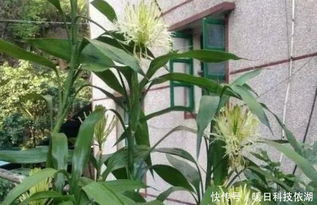 虎皮兰开花寓意什么,虎皮兰开花的寓意和象征风水