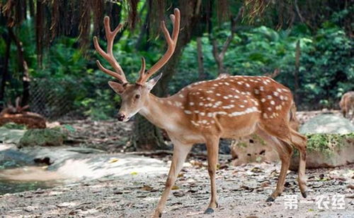 梦见杀梅花鹿或鹿意味着什么是吉是凶，预示着怎样的未来？