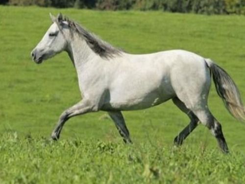 属马和属猪的财运如何？属猪妈妈和属马女儿关系好吗？这代表什么意思？