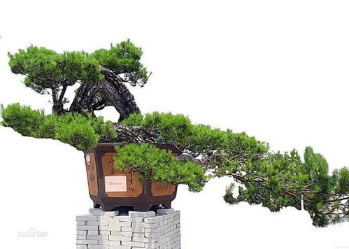 金属盆风水上适合种树吗？