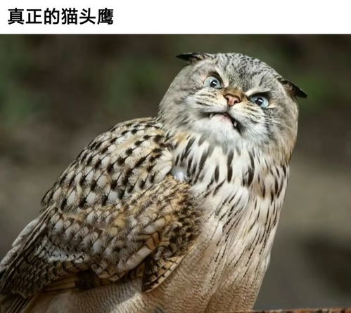 那东西夜晚， 猫头鹰的啼声不寻常