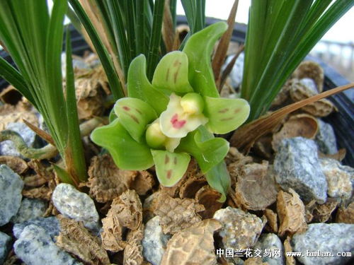 哎呦喂，兰花开了！ 2025年7月开业？先等等！