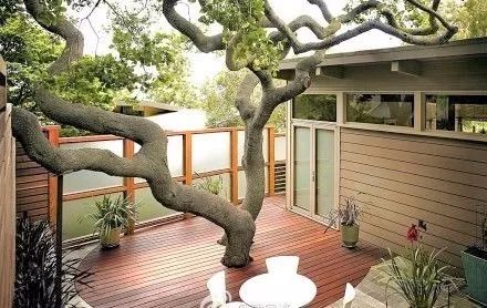 室内枯树风水如何处理？屋后有死树对风水有影响吗？