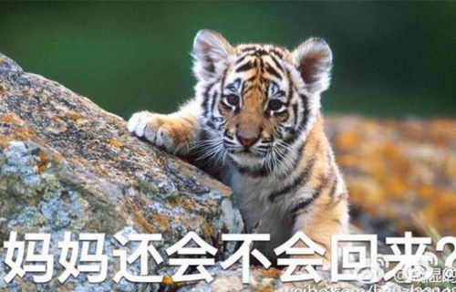 属虎人手机尾号2适合什么事业？推荐的事业方向是什么？