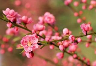 1.1　东南方位的“红绳”法则