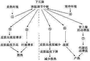 1. 低氧环境下的生理变化