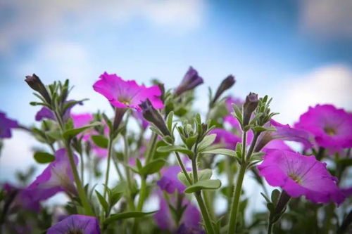 生态杀手实锤了！