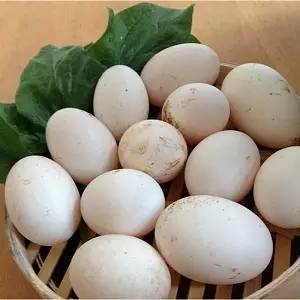 端午鹅蛋，神秘鹅蛋，食俗传承，鹅蛋寓意，爆款美食