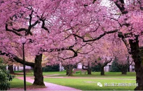 三、  樱花季最佳观赏时间