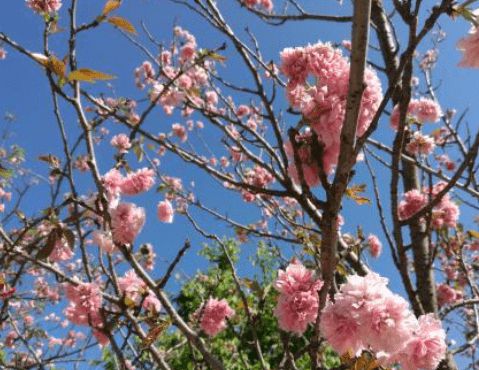 命名艺术创作：用 Cherry Blossom 为孩子取名 （请务必谨慎！）