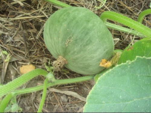 女人梦见地里长满南瓜是什么预兆？