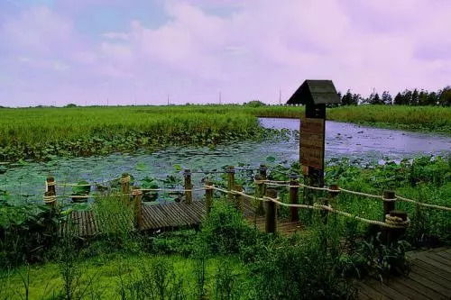 崇明滩湿地公园省钱大法：史上最不靠谱指南