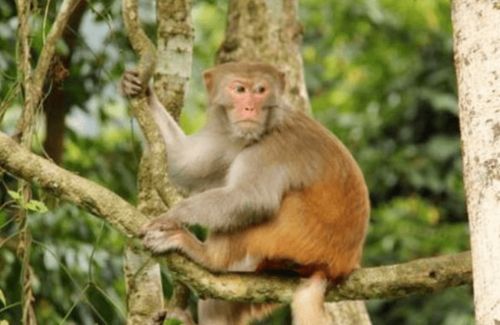 2026年属猴的人会遭遇什么不幸，他们那一年出生的人现在多大？