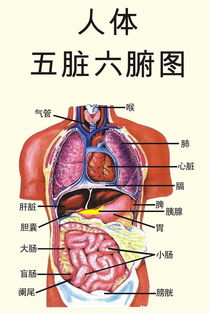 五脏六腑在五行中分别属什么？它们各自对应哪一五行？